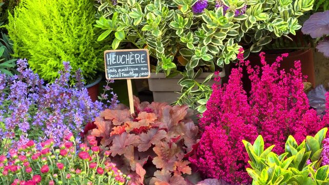 Blooming Heucheras at the flower market in Paris, France