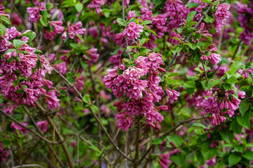 Obraz premium Pink Weigela Flowers Blooming in Spring
