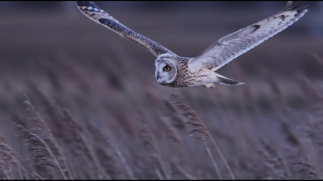 A majestic short eared owl glides silently over a field of tall dry grass as its wings beat in slow motion during a cold winter dusk, showcasing the beauty of avian wildlife in flight.