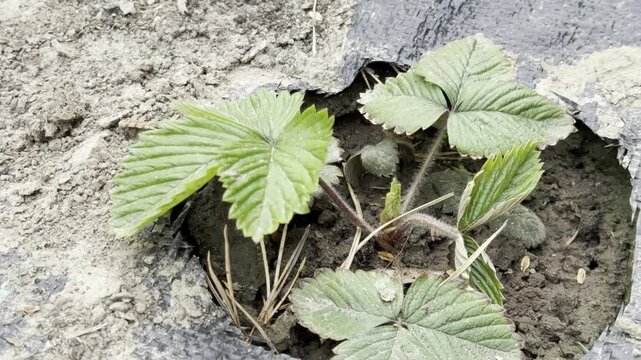 Young strawberry seedlings through landscaping fabric