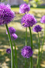 Fototapeta premium A vertical close-up shot focusing on a single vibrant purple allium flower head blooming proudly in a sun-drenched green field. The shallow depth of field creates a beautiful, smooth background blur, 