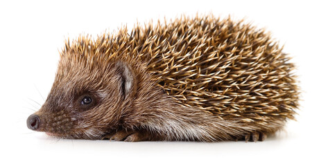 Small Prickly Hedgehog Isolated on White Background © olhastock