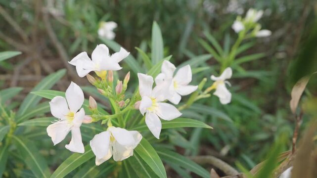 Close-up of white oleander flowers in bloom with yellow centers. Lush green pointed leaves and buds in a natural outdoor setting. Soft bokeh background and bright sunlight illuminate the plant.