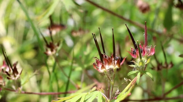 綺麗なボケ背景とアメリカフウロの種