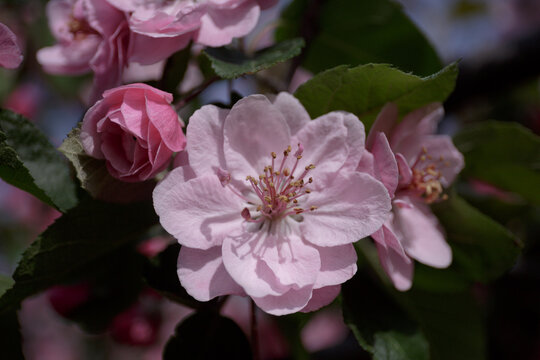 Pink apple blossoms. A flowering branch of a fruit tree in spring.