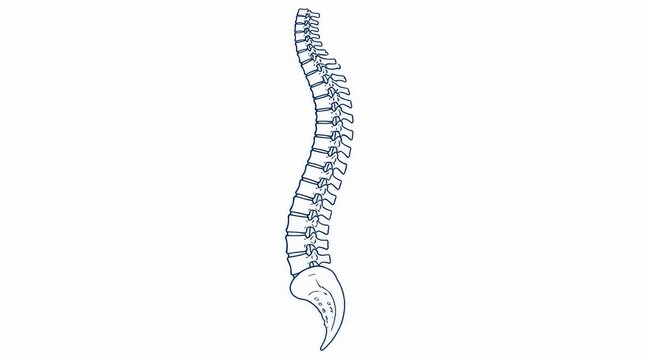 Minimalist 2D vector illustration of a human spine profile for medical and health educational banner usage, featuring a clean anatomical view of vertebrae structure for professional design projects.