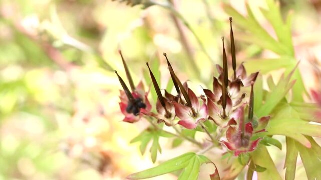 微風に優しく揺れるアメリカフウロの種