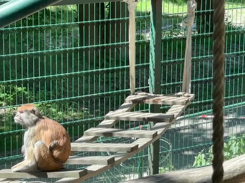Two macaque monkeys sitting on a wooden bridge inside a zoo