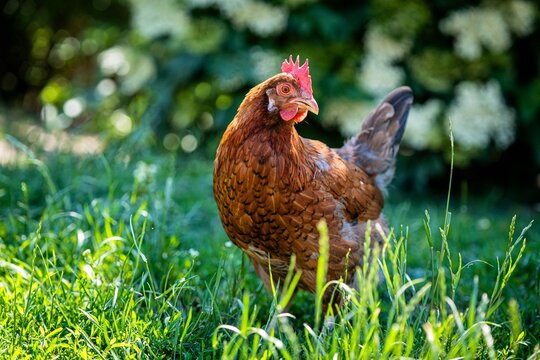 Eine braune Henne steht im Naturgarten