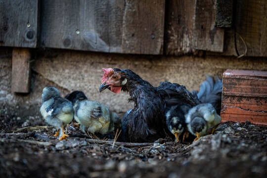 Eine Henne f&uuml;hrt ihre K&uuml;ken im Garten