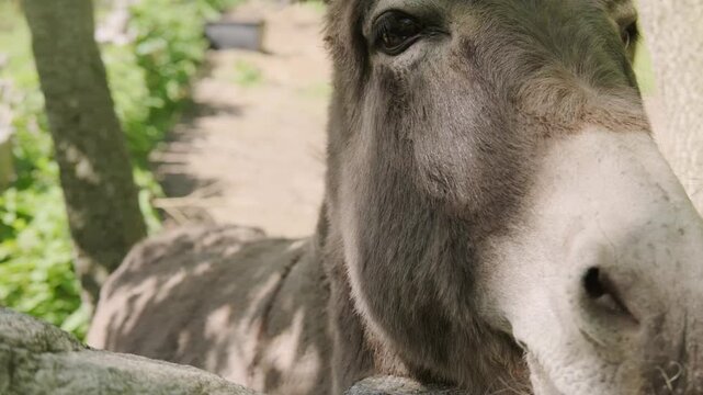 Domestic donkey peacefully eating fresh green grass in pastoral setting, feeding time, gentle animal care, authentic daily life on small farm, valued companions and cared-for animals
