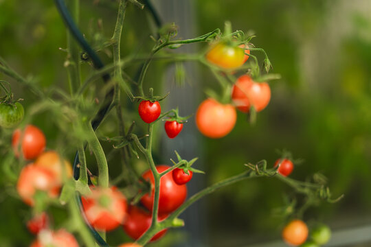 Tomato plants growing in a greenhouse, detailed view of healthy green foliage and ripening tomatoes. Fresh agricultural produce in controlled environment farming.