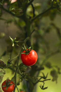 Tomato plants growing in a greenhouse, detailed view of healthy green foliage and ripening tomatoes. Fresh agricultural produce in controlled environment farming.