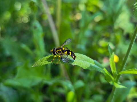Wasp mimic hoverfly perched on leaf in natural environment