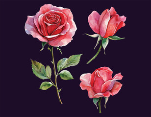Fototapeta premium Illustration of three beautiful pink roses in various stages of bloom, set against a dark background, evoking elegance and natural beauty.