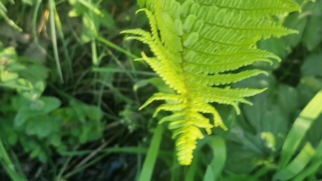 Bright green fern leaf frond moving gently in the sunlight with a lush forest background