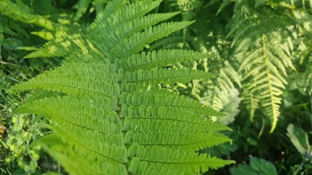Fresh green fern leaf slowly unfurling in a lush forest with bright morning sunlight