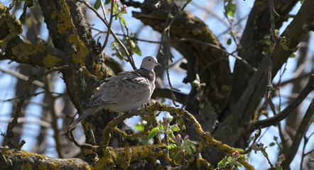 Sierpówka (Streptopelia decaocto) siedząca na omszałej gałęzi gruszy wiosną © Joanna