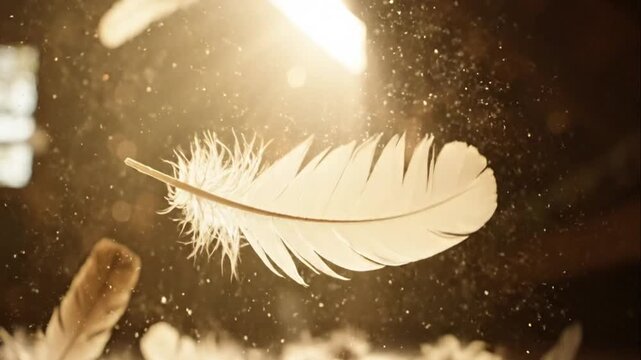 Feathers floating in sunlit air.
