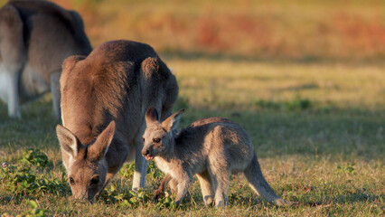 Eastern Grey Kangaroo Adult and Joey Grazing in Golden Sunset Light © blueringmedia