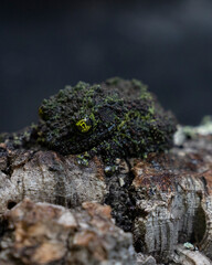 Vietnamese Mossy Frog Camouflaged on Rock © Sparkesstudio