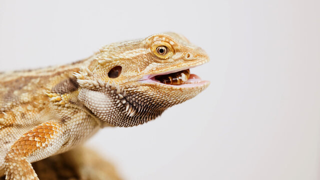 Close-Up of a Bearded Dragon Eating a Mealworm Against White Background