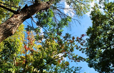 Fototapeta premium Captivating low angle perspective of colorful autumn foliage and intricate tree branches set against the open sky.