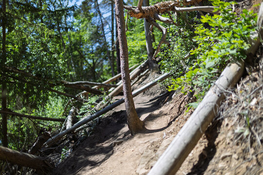 steep and challenging hiking trail through a dense forest with fallen trees