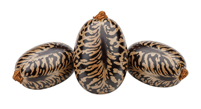 Three oval castor oil seeds with mottled brown and cream patterns arranged horizontally against a solid black background