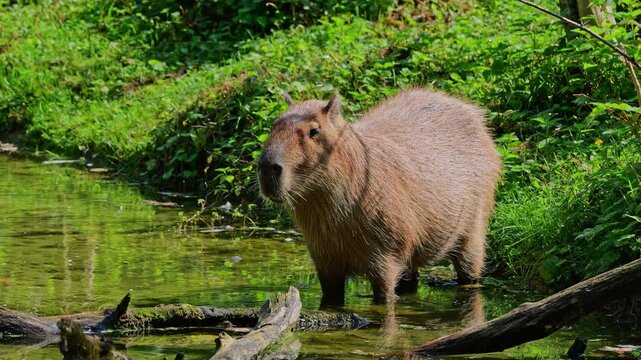 The capybara, Hydrochoerus hydrochaeris is the largest extant rodent in the world. Its closest relatives are agouti, chinchillas, coyphillas, and guinea pigs. Native to South America. 