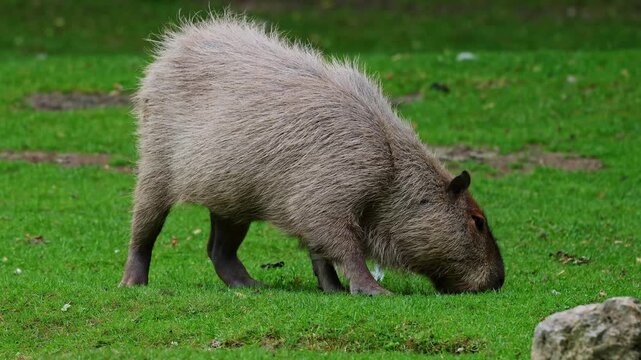 The capybara, Hydrochoerus hydrochaeris is the largest extant rodent in the world. Its closest relatives are agouti, chinchillas, coyphillas, and guinea pigs. Native to South America. 
