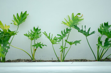 Young Philodendron Selloum Plants in White Container. © Abank