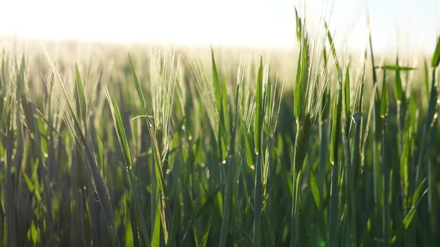 Closeup Green Barley Field With Dewdrops And Slender Blades, Morning Sunlight Filtering Through Stems, Soft Bokeh Background And Shallow Depth, Gentle Swaying Motion, Intimate Texture And Fresh Growth