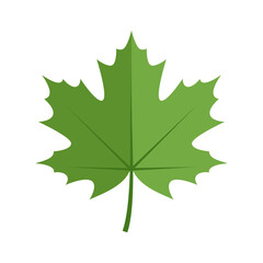 Fototapeta premium Green Maple Leaf Flat Vector Illustration Isolated on Transparent Background, Nature Botanical Design Element. For eco projects, Canadian symbols, logos, banners, posters, prints, stickers.