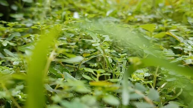 The atmosphere of the meadow on a bright morning radiates captivating beauty. The expanse of dew sparkles like jewels under the golden sunlight.