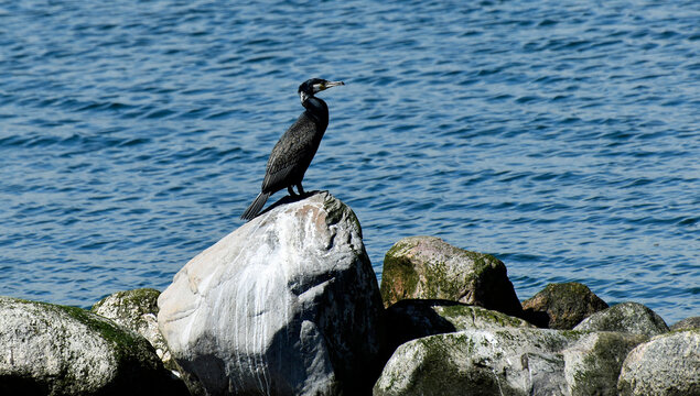 Kormoran