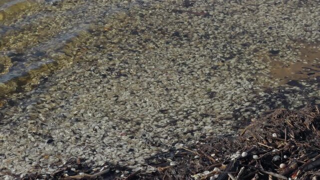 Shallow algae scene. Green algae on sandy shore. Coastal water with algae and driftwood details