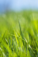 Fototapeta premium Fresh green grass blades in sunlight with soft blue background