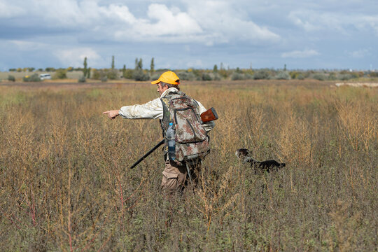 A hunter with a gun and his pet dogs. A spaniel and a german wirehaired pointer drathaar in search of a pheasant.