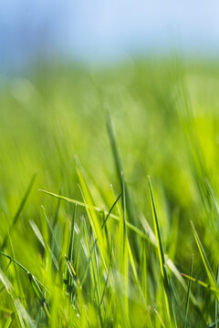 Fresh green grass blades in sunlight with soft blue background