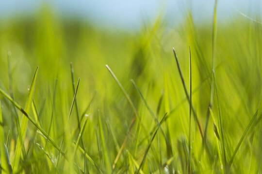 Fresh green grass blades in sunlight with soft spring bokeh