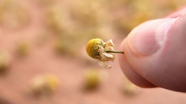 Dried chamomile flower held between human fingers. Yellow Matricaria chamomilla blossom with delicate dry petals. Natural medicinal herb tea ingredient