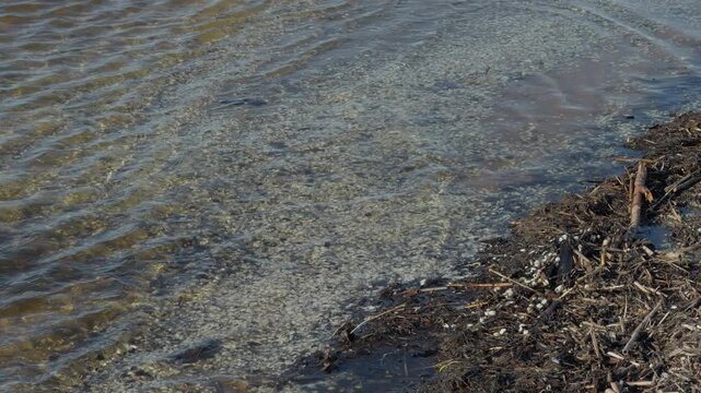Beach life details. Shoreline scene showcasing marine plants and aged driftwood against rugged terrain