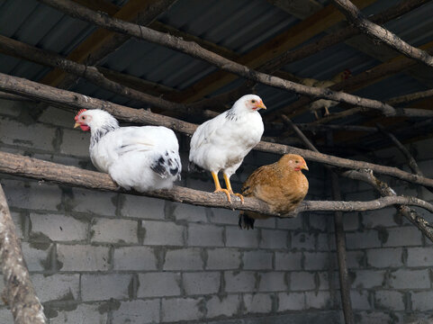 Young chickens resting on tree branches inside a farm poultry house