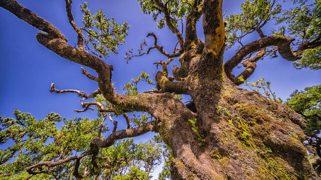 Mystical Fanal Forest, Vereda do Fanal, Laurissilva Forest Paul da Serra, Ancient Laurel Forest, UNESCO World Heritage Site, Madeira, Portugal, Europe