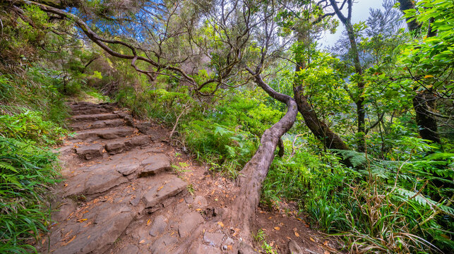 Levada das 24 Fontes, Levada do Risco, Mountain Footpath, Irrigation Channel Maintenance Trail, Madeira, Portugal, Europe