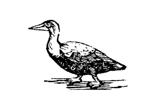 Common eider duck (Somateria mollissima), black and white old vintage illustration, 1897.