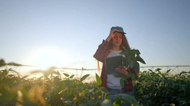 Female farmer analyzing soybean plant with tablet in crop field at sunset. Woman inspects soybean using digital device near irrigation. Farmer thinks while checking plant data on tablet.