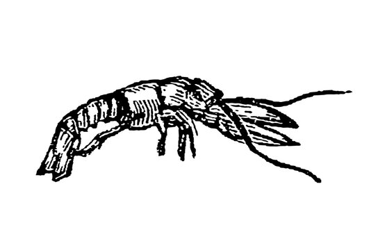 Crayfish with segmented body, antennae, and claws, black-and-white old vintage illustration, 1897.