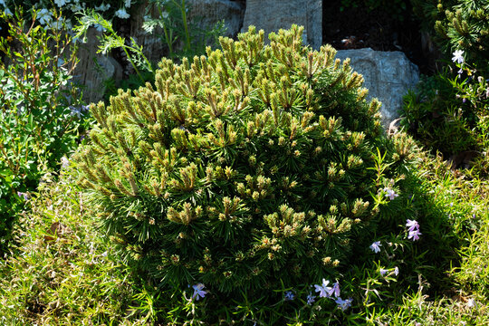 Cultivar dwarf mountain pine Pinus mugo var. pumilio in the rocky garden.